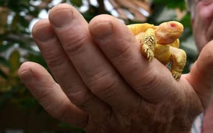 Galapagos, nata tartaruga gigante albina: è la prima volta al mondo