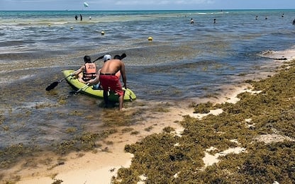 Messico, l'alga sargasso mette a repentaglio il turismo