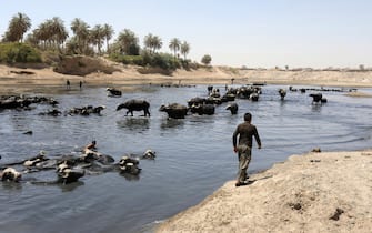epa10041473 An Iraqi shepherd watches his buffalos cool off in the scarce waters on the Diyala River, which turned into pools of sewage water due to desertification and pollution, east of Baghdad, Iraq, 29 June 2022. Low rainfall and upstream damming in neighboring Iran and Turkey have led to drops in the Tigris and Euphrates water levels. The Iraqi Ministry of Agriculture warned that 90 percent of Iraqi agricultural land has been desertified or is at risk of desertification in the near future, due to climate change and water disputes with Iran and Turkey.  EPA/AHMED JALIL