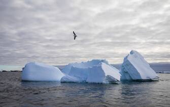 ANTARCTICA - FEBRUARY 09: A kelp gull flies over icebergs surrounding Galindez Island in Antarctica, on February 9, 2019. Turkey organized National Science Antarctica expedition for the 3rd time. Antarctica has been attracting scientific research teams and explorers with its challenging geography and nature throughout the history. Besides its attractiveness the continent is the world's coldest, most windy and arid place. For these reasons bases established here are allowed only for scientific research. The continent, which is not under the rule of any country, is called the continent of science and peace. 98 percent of the continent is covered almost entirely by ice that averages about a mile (1.6 kilometers) thick where 67 percent of the freshwater source on earth is found. During the winter season, sea ice fields covering about 18 million square kilometers, fall approximately 2 to 3 million square kilometer in the summer. The untouched nature of Antarctica is of great importance for the future of the world. The live water resources of the continent and the water potential in the glaciers are seen as the future water and food security of earth. Antarctica is the only continent on Earth without indigenous human inhabitants It only hosts various animals such as penguins, seals, whales and birds. The Antarctic Treaty, which was signed in 1959 when 53 countries were a party, allowed only bases with scientific studies and research to be active on the continent. There are about 100 scientific bases of 30 countries on the continent.

 (Photo by Ozge Elif Kizil/Anadolu Agency/Getty Images)