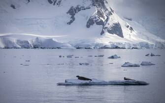 ANTARCTICA - FEBRUARY 09 :  Crabeater seals swim in Lemaire Channel in Antarctica on February 9, 2019. Turkey organized National Science Antarctica expedition for the 3rd time. Antarctica has been attracting scientific research teams and explorers with its challenging geography and nature throughout the history. Besides its attractiveness the continent is the world's coldest, most windy and arid place. For these reasons bases established here are allowed only for scientific research. The continent, which is not under the rule of any country, is called the continent of science and peace. 98 percent of the continent is covered almost entirely by ice that averages about a mile (1.6 kilometers) thick where 67 percent of the freshwater source on earth is found. During the winter season, sea ice fields covering about 18 million square kilometers, fall approximately 2 to 3 million square kilometer in the summer. The untouched nature of Antarctica is of great importance for the future of the world. The live water resources of the continent and the water potential in the glaciers are seen as the future water and food security of earth. Antarctica is the only continent on Earth without indigenous human inhabitants It only hosts various animals such as penguins, seals, whales and birds. The Antarctic Treaty, which was signed in 1959 when 53 countries were a party, allowed only bases with scientific studies and research to be active on the continent. There are about 100 scientific bases of 30 countries on the continent.  (Photo by Ozge Elif Kizil/Anadolu Agency/Getty Images)