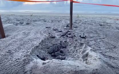 Il “viaggio” verso l’oceano di cuccioli di tartaruga appena nati