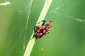 Lycorma delicatula, Vertical image of fourth-instar stage of spotted lanternfly, Lycorma delicatula is a planthopper and infesting