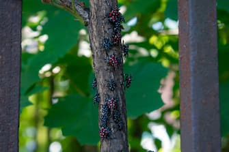 A Group of Red and Black Spotted Lanternfly Nymphs Resting on a Small Tree