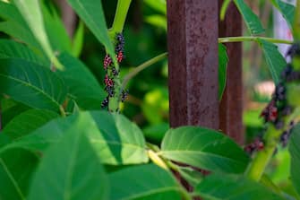 A Group of Red and Black Spotted Lanternfly Nymphs Resting on a Bright Green Plant