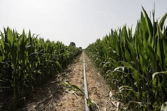 EMILIA ROMAGNA, ITALY - JUNE 27: The hose of an automatic sprinkler crosses a corn field in the municipality of Castel San Giovanni, in the province of Piacenza, Italy on June 27, 2022.
The farmer had to resort to artificial irrigation due to the worst drought in the last 70 years. (Photo by Andrea Carrubba/Anadolu Agency via Getty Images)