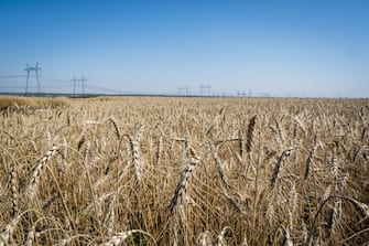 DONETSK, UKRAINE - AUGUST 09: A wheat field is seen outside of Bakhmut, Ukraine on 9 August, 2022. (Photo by Wolfgang Schwan/Anadolu Agency via Getty Images)