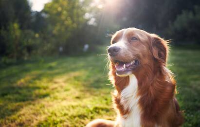 Il 26 agosto è la Giornata mondiale del cane: gli eventi in programma