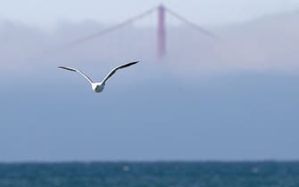 A seagull flies past a tower of the Golden Gate bridge peaking out above a layer of fog in San Francisco, Calif., on Thursday, Sept. 28, 2017. (Anda Chu/Bay Area News Group) (Photo by MediaNews Group/Bay Area News via Getty Images)
