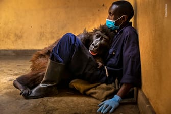 Virunga, Democratic Republic of Congo: Orphan mountain gorilla Ndakasi is seen in her final moments in the arms of her Congolese caregiver of 13 years, Andre Bauma. Ndakasi was first introduced to Virunga’s rangers in a heavy downpour in the park’s rainfo