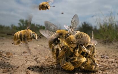 Lo foto vincitrici del Wildlife Photography Awards 2022