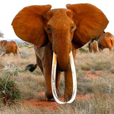 Dida elefantessa Kenia