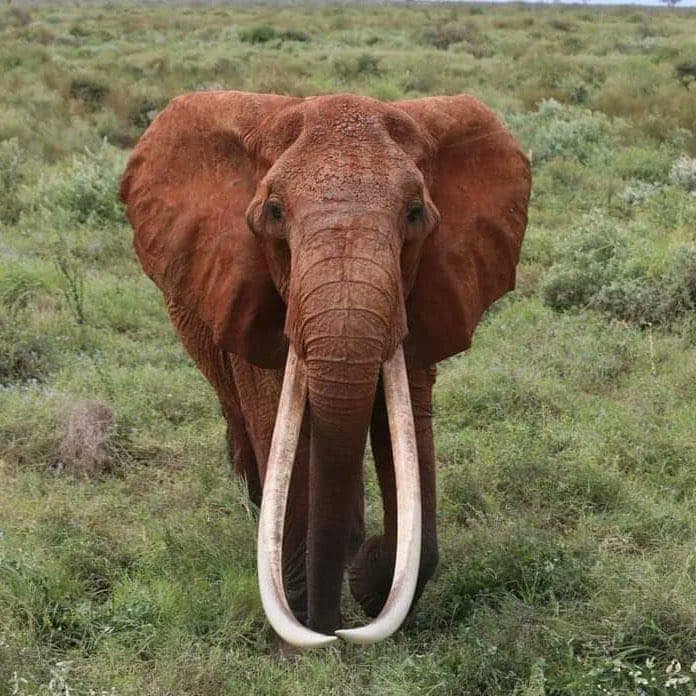 Dida elefante Kenia