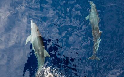 Liguria, avvistamento di 70 delfini. Ricercatori: mai visti in 4 anni
