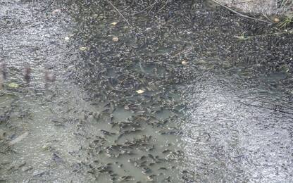 Chivasso, moria di pesci nel parco Sabbiunè per i livelli di ossigeno