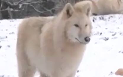 Lupi bianchi nel parco naturalistico Sainte-Croix: 8 nuovi esemplari