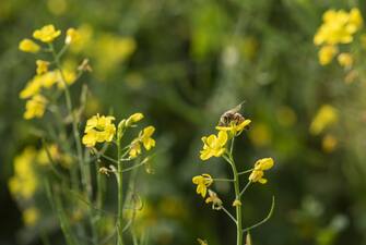 BARPETA, INDIA - DECEMBER 30: A honey bee collecting nectar and pollen from mustard flowers, on December 30, 2022 in Barpeta, India. (Photo by David Talukdar/Anadolu Agency via Getty Images)
