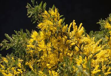 UNSPECIFIED - JANUARY 03: Silver Wattle (Acacia dealbata), Fabaceae. (Photo by DeAgostini/Getty Images)