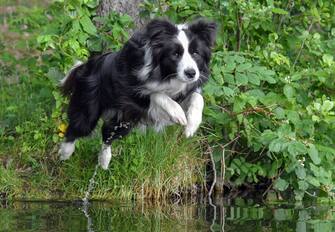 cane che salta cane che salta