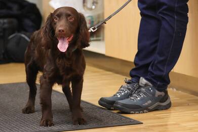 Animali, studio rivela quando i cani si ammalano di cancro: cosa si sa