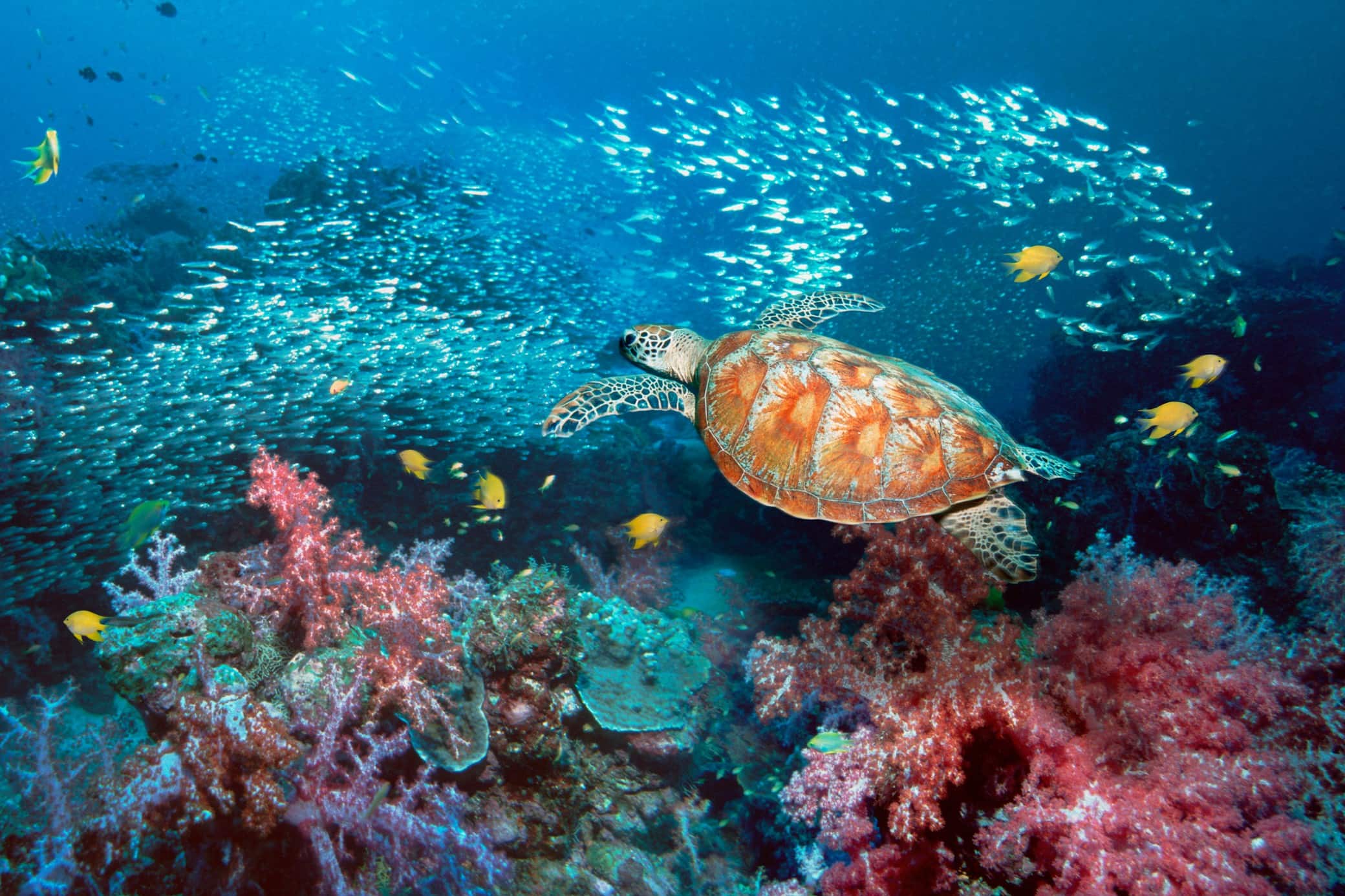 biodiversità marina