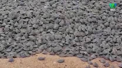 Brasile, la schiusa di migliaia di uova di tartarughe marine. VIDEO