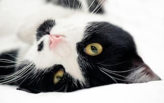Portrait of tuxedo cat