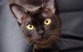 Close-up portrait of Brown Burmese Cat with Chocolate fur color and yellow eyes, Curious Looking, on black background European Burmese Personality