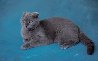 Gray scottish fold cat on blue background