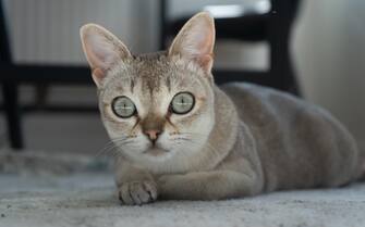 Singapura cat lying on the floor . The smallest cat breed in the world.  Photo for background or illustration