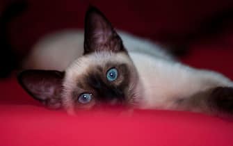 beautiful siamese cat laying on a red blanket
