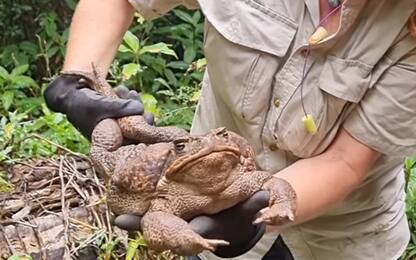 Toadzilla, rana gigante trovata in Australia. Soppressa come parassita