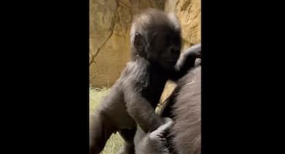 Usa, i primi passi del cucciolo di gorilla. VIDEO
