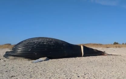 Usa, la balena spiaggiata sulle coste dello stato di New York. VIDEO