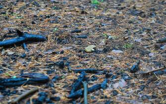 KHARKIV REGION, UKRAINE - OCTOBER 26, 2022 - An anti-personnel land mine lies on the ground in a forest near Izium after the liberation of the area from Russian invaders, Kharkiv Region, northeastern Ukraine.