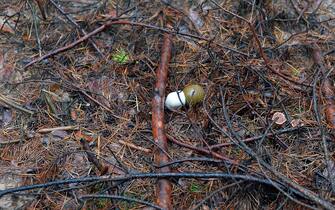 SIPA/01092920/000004 KHARKIV REGION, UKRAINE - OCTOBER 26, 2022 - An RGO hand grenade is pictured on the ground in a forest near Izium after the liberation of the area from Russian invaders, Kharkiv Region, northeastern Ukraine.