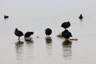 Lago di Garda siccità L'isola dei Conigli, a causa della siccita' che affligge il lago di Garda, si raggiunge a piedi, Manerba (Brescia), 23 febbraio 2023.
ANSA/ FILIPPO VENEZIA