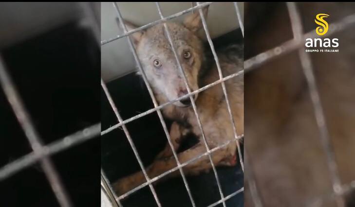 Lupo salvato dall'Anas in Campania