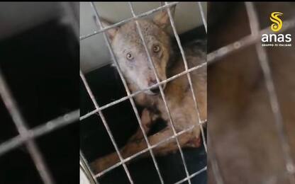 Campania, Anas: a Lioni salvato un lupo ferito