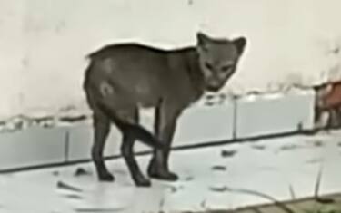 cane_fantasma