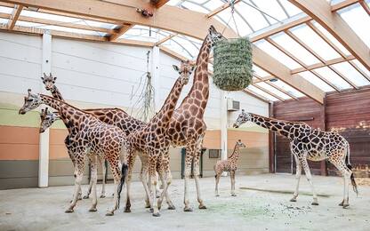Giraffe, pipistrelli e tartarughe, ecco gli animali più teneri. FOTO