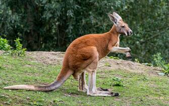 Red kangaroo (Macropus rufus) male, native to Australia. (Photo by: Arterra/Universal Images Group via Getty Images)