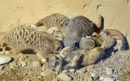 La primavera al Parco Le Cornelle inizia con la nascita di 6 cuccioli