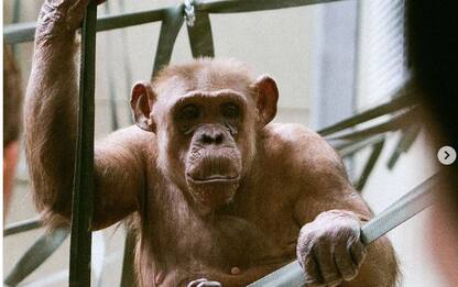 Coco, la scimmia più anziana d'Europa compie 58 anni