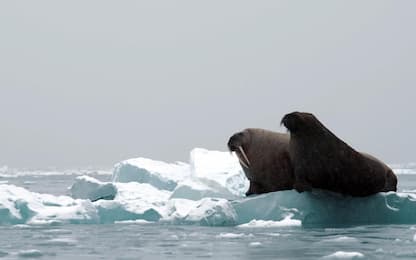 L'Artico potrebbe essere privo di ghiaccio marino dal 2030: lo studio