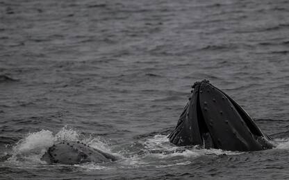 Balena artica non si ammala di cancro per cellule che riparano Dna