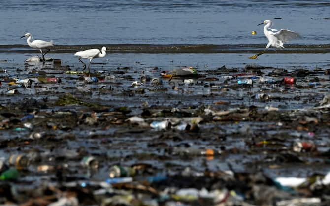 Inquinamento dei mari, obiettivo 14 dell'Agenda 2030 per proteggere ...