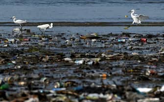 TOPSHOT - Herons walk amid garbage, including plastic waste, at the beach of Costa del Este, in Panama City, on April 19, 2021. - Every two weeks, Marine Biology students descend about five meters in the sea to take care of a coral nursery of the staghorn species (Acropora cervicornis) in Portobelo, Panama, with which they aim to restore reefs damaged by climate change and pollution, as part of the Reef2Reef project. (Photo by Luis ACOSTA / AFP) (Photo by LUIS ACOSTA/AFP via Getty Images)