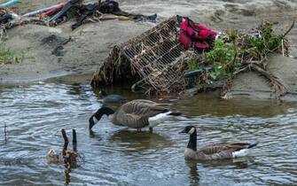 LOS ANGELES, CA - JANUARY 03: Canada geese swim the Los Angeles River, which is stripped of vegetation that once sheltered homeless encampments by previous storms, as seen before the expected arrival of a more powerful storm on January 3, 2023 in Los Angeles, California. Trees and exposed riverbanks and sandbars are littered with tons of plastic waste and litter, along with other pollutants, that will eventually flow into the ocean. On September 30, California Gov. Gavin Newsom signed into law a ban on grocery stores providing single-use, non-compostable bags to shoppers, making California the first state to do so. The new law will take effect on January 1, 2025. (Photo by David McNew/Getty Images)