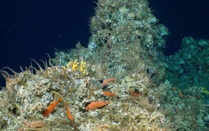 Galapagos, scoperta una nuova barriera corallina incontaminata